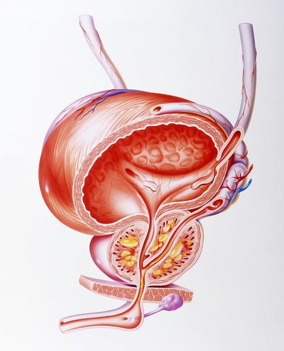 Učinak kapsula Prostaline na prostatu