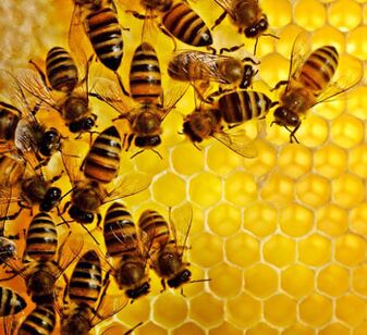 Pčelinji proizvodi protiv upale prostate